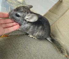 2 Baby Chinchillas - Photo 7