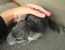 2 Baby Chinchillas - Photo 8