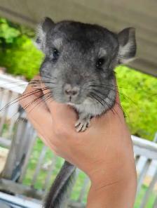 2 Baby Chinchillas - Photo 9