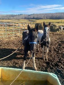 Percheron cross studs colts