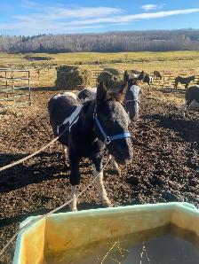 Percheron cross studs colts - Photo 2