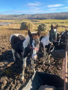 Percheron cross studs colts - Photo 3