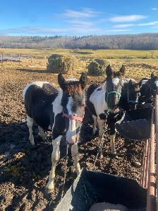 Percheron cross studs colts - Photo 4