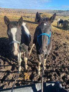 stud Percheron cross