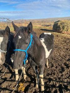 stud Percheron cross - Photo 2