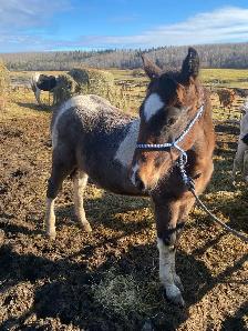 stud Percheron cross - Photo 3