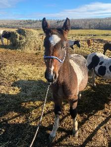 stud Percheron cross - Photo 4