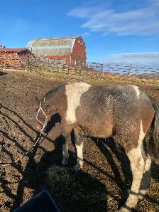 stud Percheron cross - Photo 5
