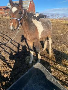 stud Percheron cross - Photo 6