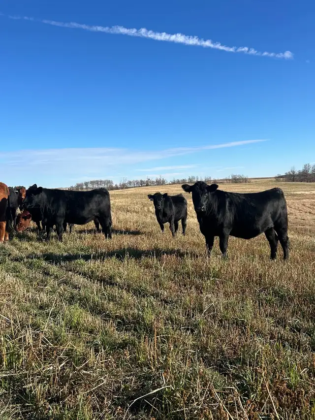 bred heifers