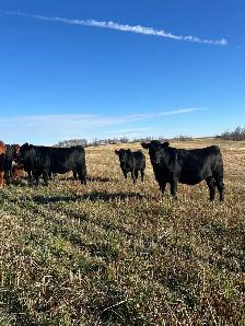 bred heifers