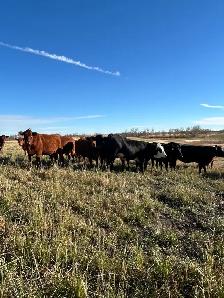 bred heifers - Photo 2