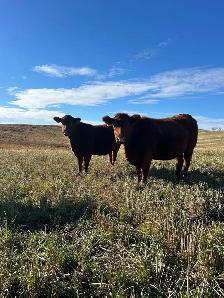 bred heifers - Photo 3
