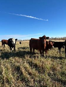 bred heifers - Photo 4