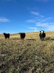 bred heifers - Photo 5