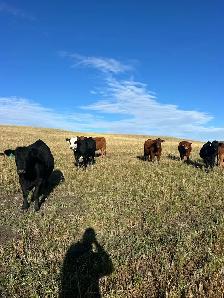 bred heifers - Photo 6