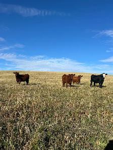 bred heifers - Photo 7
