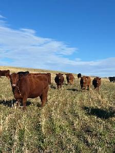 bred heifers - Photo 8