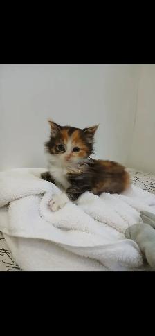 kittens for sale (8 weeks)