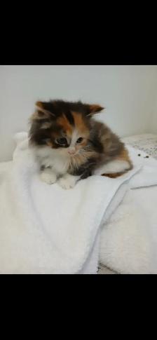 kittens for sale (8 weeks) - Photo 4