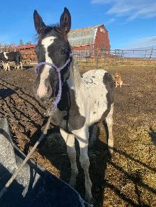 Percheron cross fillies