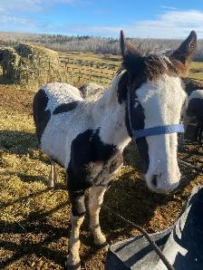 Percheron cross fillies - Photo 2