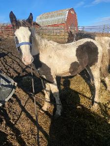 Percheron cross fillies - Photo 3