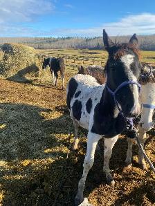 Percheron cross fillies - Photo 4