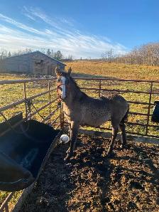 Percheron cross fillies - Photo 5