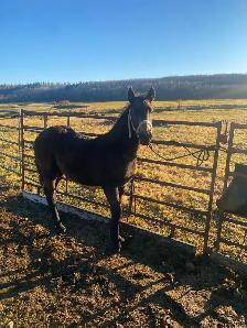 Percheron cross fillies - Photo 6