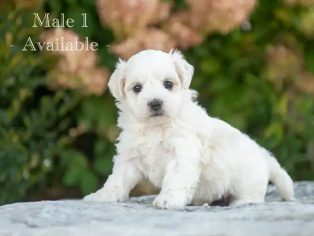 Maltese Puppies for Sale! 4 Reservations Available!