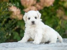 Maltese Puppies for Sale! 4 Reservations Available!