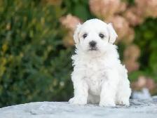 Maltese Puppies for Sale! 4 Reservations Available! - Photo 2