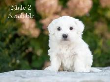 Maltese Puppies for Sale! 4 Reservations Available! - Photo 3
