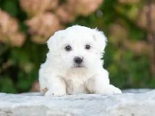 Maltese Puppies for Sale! 4 Reservations Available! - Photo 4