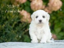 Maltese Puppies for Sale! 4 Reservations Available! - Photo 5