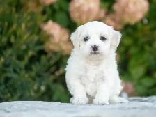 Maltese Puppies for Sale! 4 Reservations Available! - Photo 6