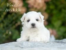 Maltese Puppies for Sale! 4 Reservations Available! - Photo 7
