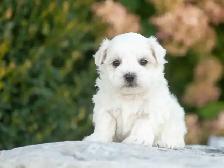 Maltese Puppies for Sale! 4 Reservations Available! - Photo 8