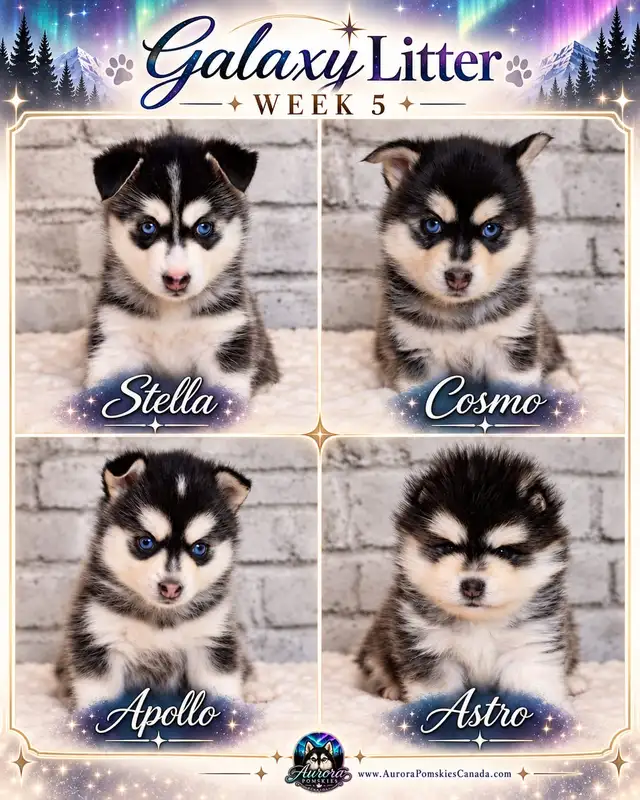 Toy & Mini Pomsky Puppies – Aurora Pomskies Canada