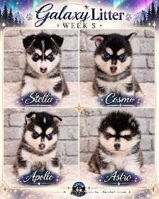 Toy & Mini Pomsky Puppies – Aurora Pomskies Canada