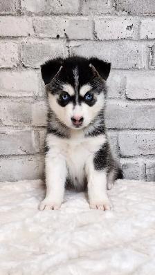 Toy & Mini Pomsky Puppies – Aurora Pomskies Canada - Photo 2