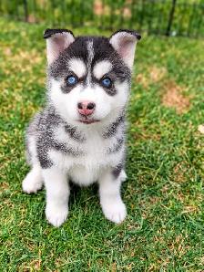 Toy & Mini Pomsky Puppies – Aurora Pomskies Canada - Photo 3