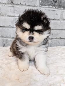 Toy & Mini Pomsky Puppies – Aurora Pomskies Canada - Photo 4