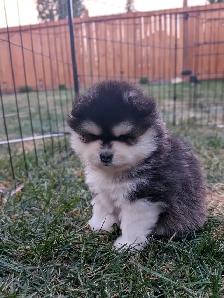 Toy & Mini Pomsky Puppies – Aurora Pomskies Canada - Photo 5