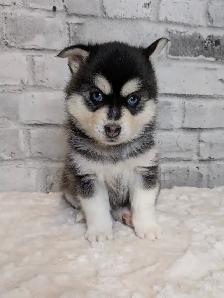 Toy & Mini Pomsky Puppies – Aurora Pomskies Canada - Photo 6
