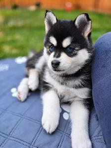Toy & Mini Pomsky Puppies – Aurora Pomskies Canada - Photo 7