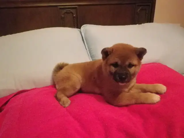 MAGNIFIQUE CHIOT FEMELLE SHIBA INU