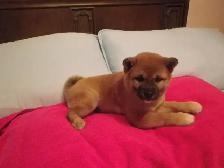 MAGNIFIQUE CHIOT FEMELLE SHIBA INU