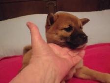 MAGNIFIQUE CHIOT FEMELLE SHIBA INU - Photo 2